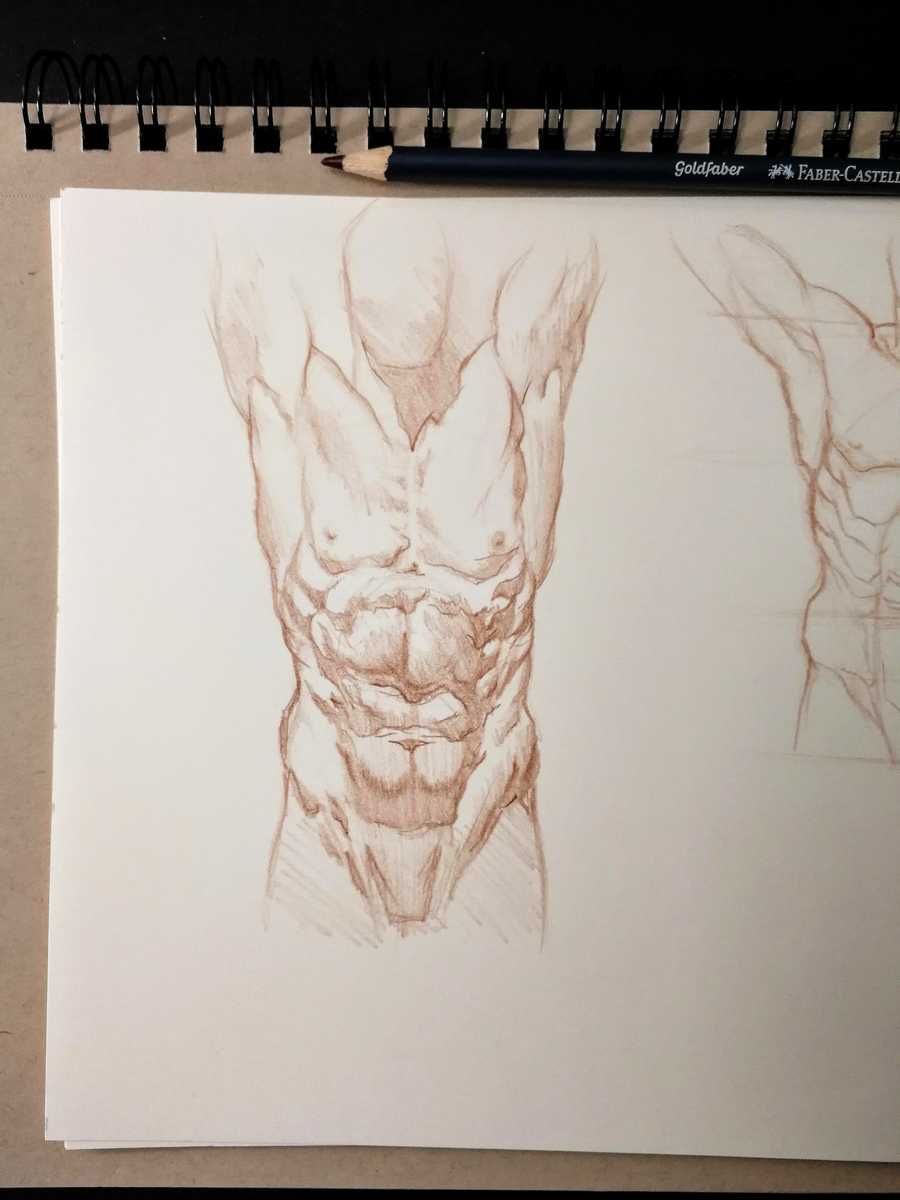 Torso Drawing From Photo
